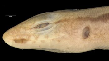 Media type: image;   Herpetology R-39246